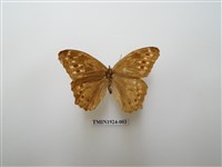 藏品(布氏蔭眼蝶)的圖片